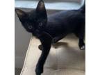 Adopt Ross Geller a Black & White or Tuxedo Domestic Shorthair cat in Brandon