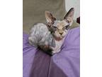 Adopt Cargo a Tortoiseshell Sphynx / Mixed cat in Shafer, MN (38955597)