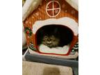 Adopt Tuffy a Brown Tabby Tabby / Mixed (long coat) cat in Sherwood