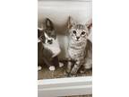 Adopt Maverick and Penny a Gray or Blue (Mostly) Domestic Shorthair (medium