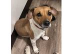 Adopt Ellie a Red/Golden/Orange/Chestnut - with White Jack Russell Terrier /