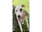 Adopt Spot a White - with Black Mutt / Mixed dog in Calhoun, GA (38955434)