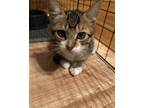Adopt Gomez a Brown Tabby Domestic Shorthair (short coat) cat in Cleveland