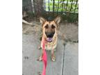 Adopt Lady a Black - with Tan, Yellow or Fawn German Shepherd Dog / Mixed dog in