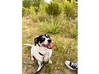 Adopt Aquita a White - with Black Mutt / Mixed dog in Albuquerque, NM (38955549)