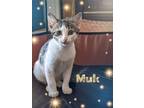Adopt Muk a Tan or Fawn (Mostly) Domestic Shorthair (short coat) cat in Great