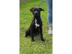 Adopt SHADOW a Black Labrador Retriever / Mixed dog in Clinton, NC (38955555)