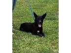 Adopt MIDNIGHT a Black Shepherd (Unknown Type) / Mixed dog in Clinton