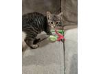 Adopt Cupid a Tiger Striped Domestic Shorthair (short coat) cat in Wading River