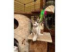 Adopt Pugsley a White (Mostly) Domestic Shorthair (short coat) cat in Cleveland