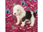 Old English Sheepdog Puppy for sale in Montgomery, IN, USA