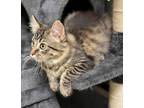 Adopt Jennifurr a All Black Domestic Longhair / Domestic Shorthair / Mixed cat