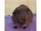 Adopt Peter Pig a Black Guinea Pig small animal in Williston, FL (38949271)