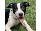 Adopt Ricky Bobby a Black - with White Mixed Breed (Medium) / Mixed dog in Prior