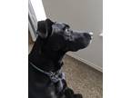 Adopt Pepper a Black Great Dane / German Shepherd Dog / Mixed dog in Middleburg