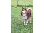 Adopt Brody a Brown/Chocolate - with Tan Husky / Mixed dog in Dunkirk
