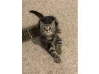 Adopt Knuckles a Gray, Blue or Silver Tabby Domestic Shorthair (short coat) cat