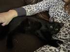 Adopt Ottie a All Black Domestic Shorthair (short coat) cat in Garden City