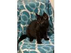 Adopt Kirby a All Black Domestic Shorthair (short coat) cat in Cleveland