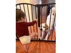 Adopt Lily a White - with Tan, Yellow or Fawn Great Pyrenees / Beagle / Mixed