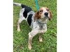 Adopt Dolly a Tricolor (Tan/Brown & Black & White) Hound (Unknown Type) / Mixed