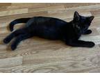 Adopt Omar a All Black Domestic Shorthair (short coat) cat in Garden City