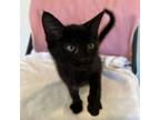 Adopt Jimmy a All Black Domestic Mediumhair / Mixed cat in San Jose