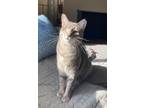 Adopt Popeye a Gray, Blue or Silver Tabby Domestic Shorthair (short coat) cat in