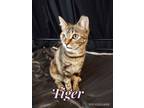 Adopt Tiger a Domestic Shorthair / Mixed (short coat) cat in Ft.