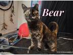 Adopt Bear a Domestic Shorthair / Mixed (short coat) cat in Ft.