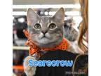 Adopt Scarecrow a Domestic Shorthair / Mixed (short coat) cat in Ft.