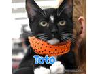 Adopt Toto a Domestic Shorthair / Mixed (short coat) cat in Ft.