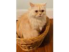 Adopt Simba a Tan or Fawn Persian (medium coat) cat in Parkland, FL (38954793)