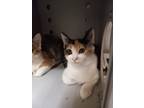 Adopt Suki a Domestic Shorthair / Mixed (short coat) cat in Heber, UT (38954769)