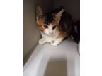 Adopt Toph a Domestic Shorthair / Mixed (short coat) cat in Heber, UT (38954768)