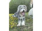 Adopt Cooper a Gray/Blue/Silver/Salt & Pepper Sheepadoodle / Mixed dog in Los
