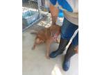 Adopt Domingo a Mixed Breed (Medium) / Mixed dog in Brownwood, TX (38954619)