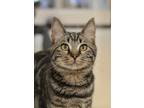 Adopt Alice 50266 a Brown or Chocolate Domestic Shorthair / Domestic Shorthair /