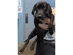 Adopt Demi 6/6 a Black Retriever (Unknown Type) / Mixed dog in Owensboro