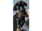 Adopt Danica 5/6 a Black Retriever (Unknown Type) / Mixed dog in Owensboro