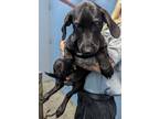 Adopt Dean 3/6 a Black Retriever (Unknown Type) / Mixed dog in Owensboro