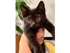 Adopt Gummy Bear a All Black Domestic Shorthair (short coat) cat in BROOKLYN