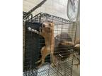 Adopt Josey a Tan/Yellow/Fawn Labrador Retriever / Dandie Dinmont Terrier /