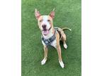 Adopt Richie a Bull Terrier / Mixed Breed (Medium) / Mixed dog in Pittsfield