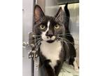 Adopt Glory a All Black American Shorthair / Domestic Shorthair / Mixed cat in