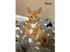Adopt Marty a Domestic Shorthair / Mixed (short coat) cat in Hoover