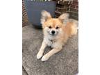 Adopt Gizmo a Tan/Yellow/Fawn Pomeranian / Mixed dog in Stafford, VA (38954510)