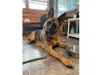 Adopt Zola a German Shepherd Dog / Mixed dog in Glenfield, NY (38954454)