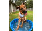 Adopt Ace a German Shepherd Dog / Mixed dog in Glenfield, NY (38954453)