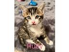 Adopt Ruby a Gray or Blue Domestic Shorthair / Domestic Shorthair / Mixed cat in